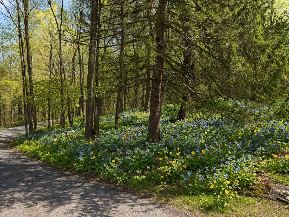 Same woodland hillside visualized with Virginia bluebells and wood poppies carpeting the forest floor
