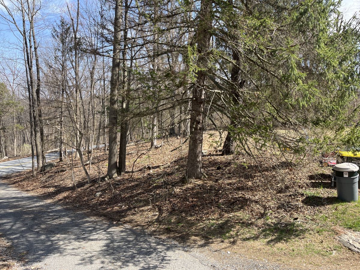 Woodland hillside before restoration — bare ground and leaf litter under hemlock canopy