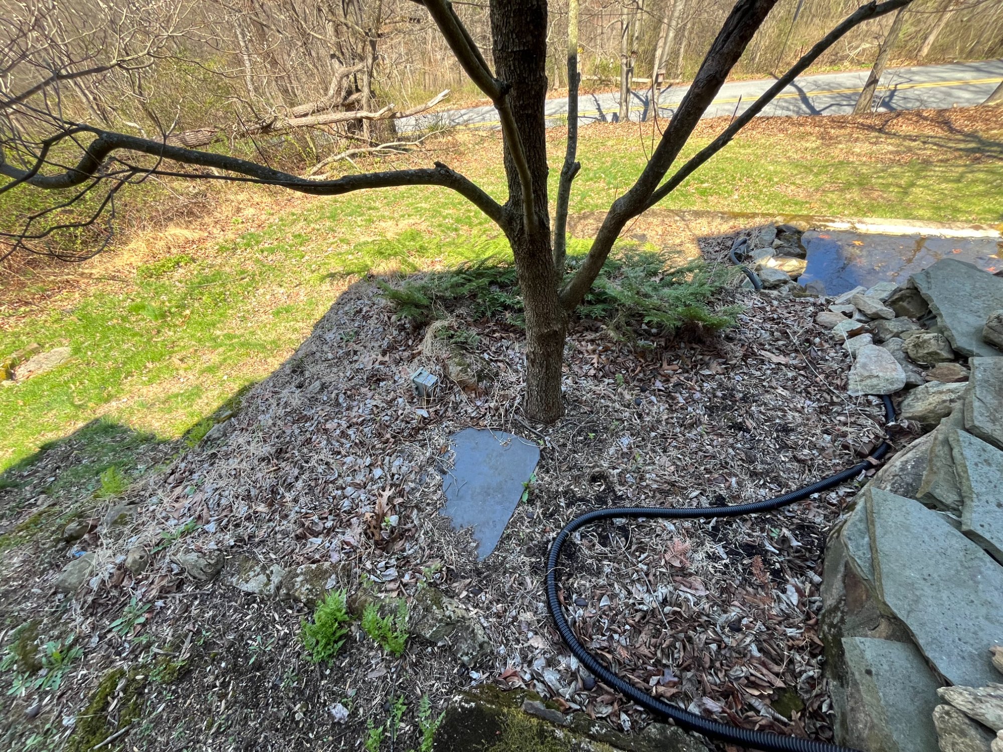 Pond - Dogwood Bed