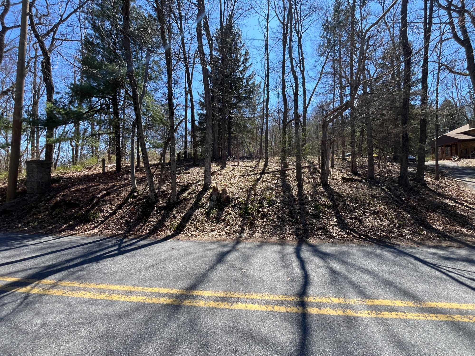 Woodland Slope Roadside