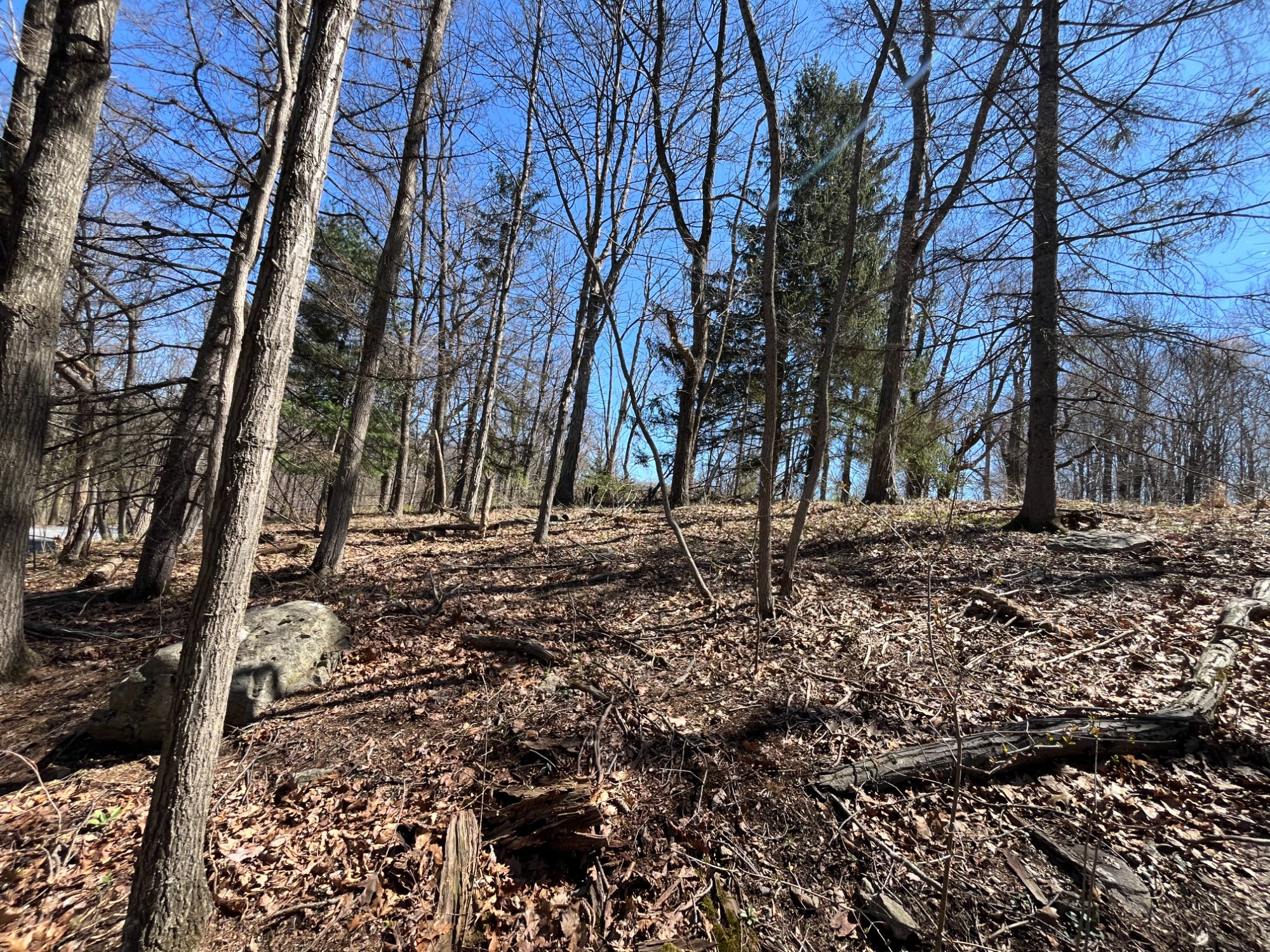 The Woodland Slope