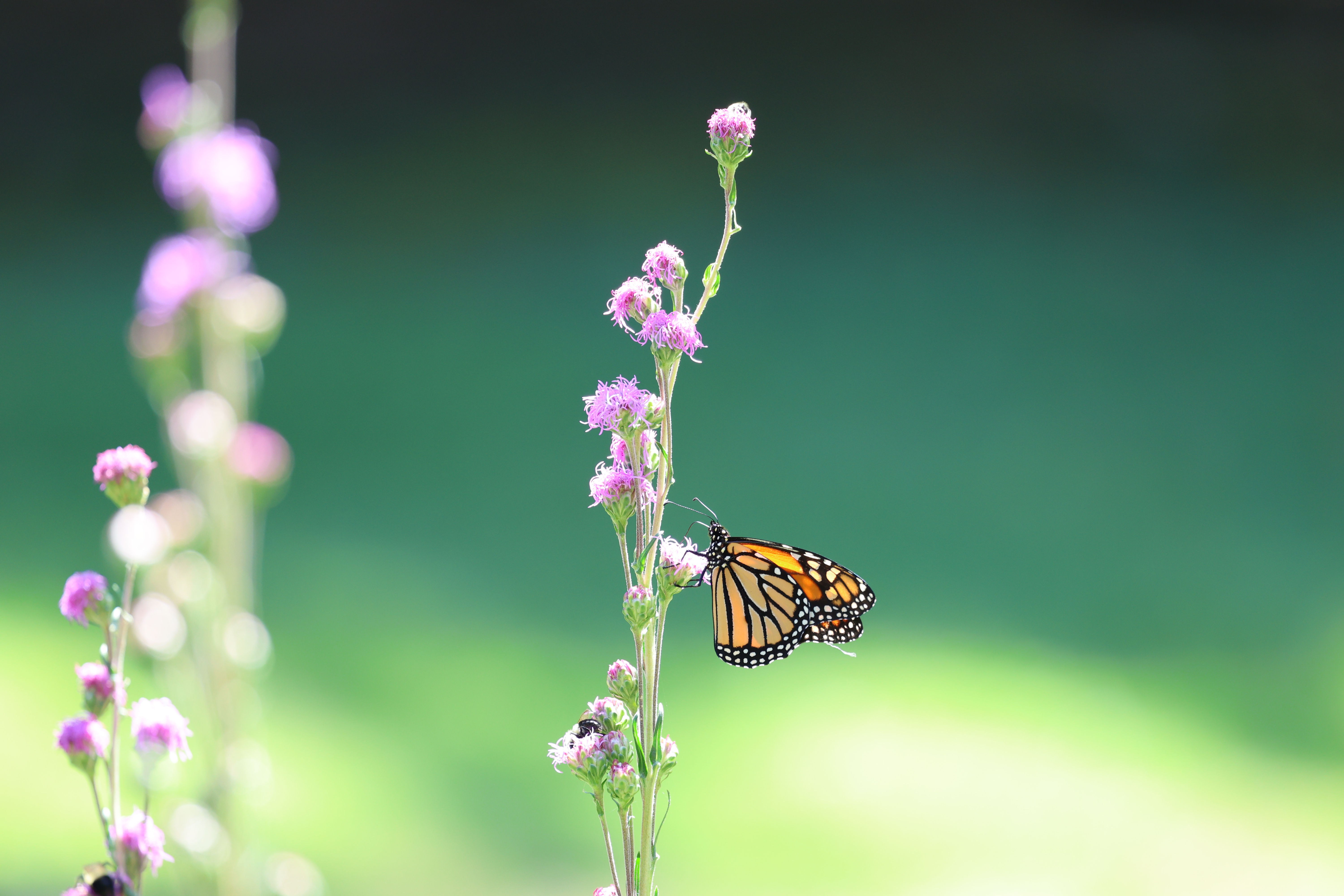 Monarch butterfly on native wildflowers